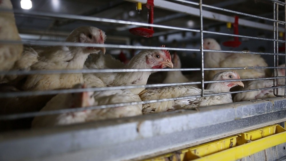 Ending the secret suffering of caged chickens