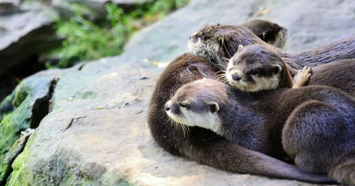 where-do-otters-live