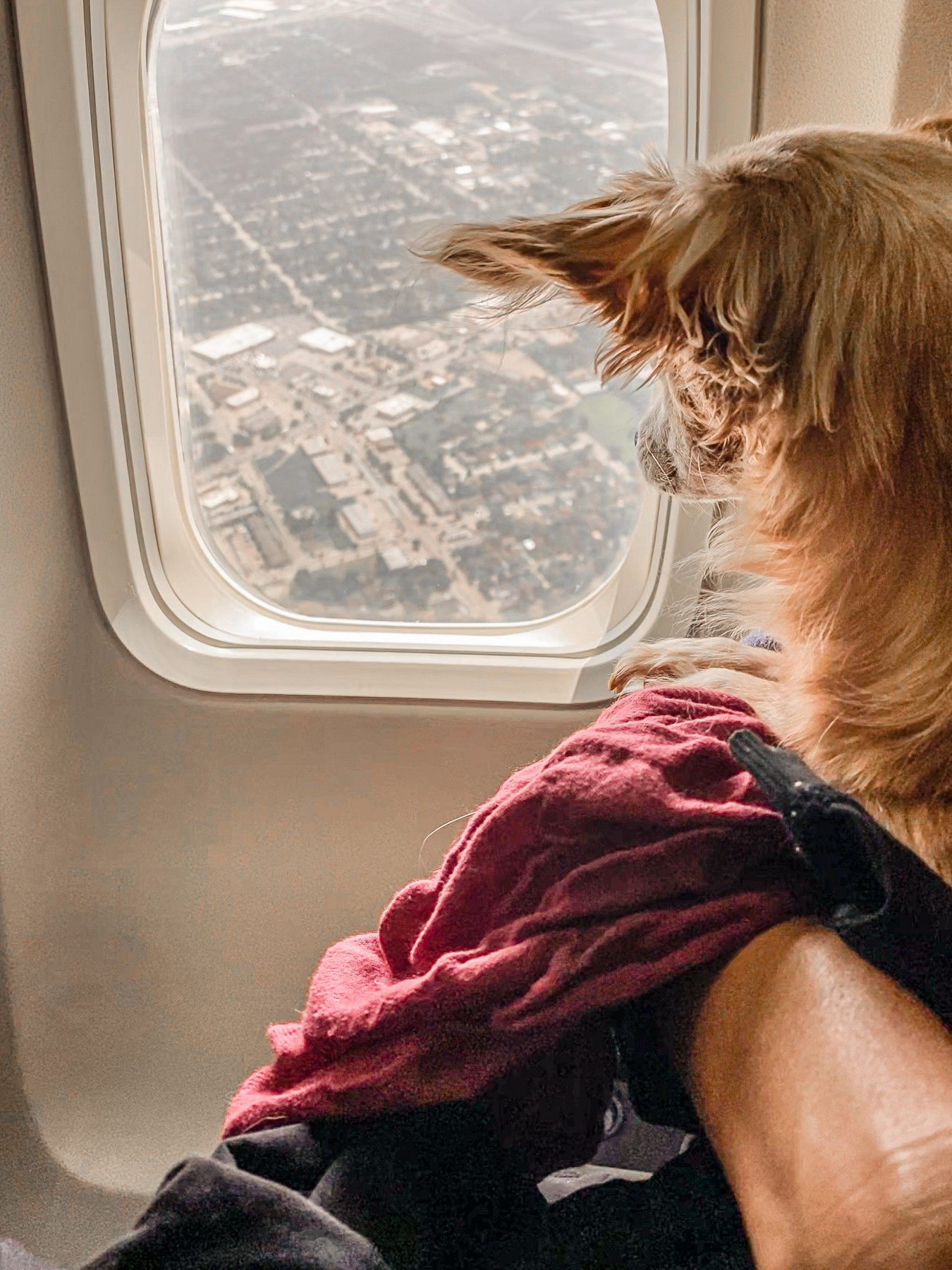 Picture of How to Ethically Travel With Your Companion Animals
