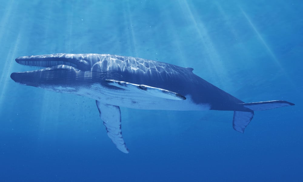 A blue whale swimming in the ocean.