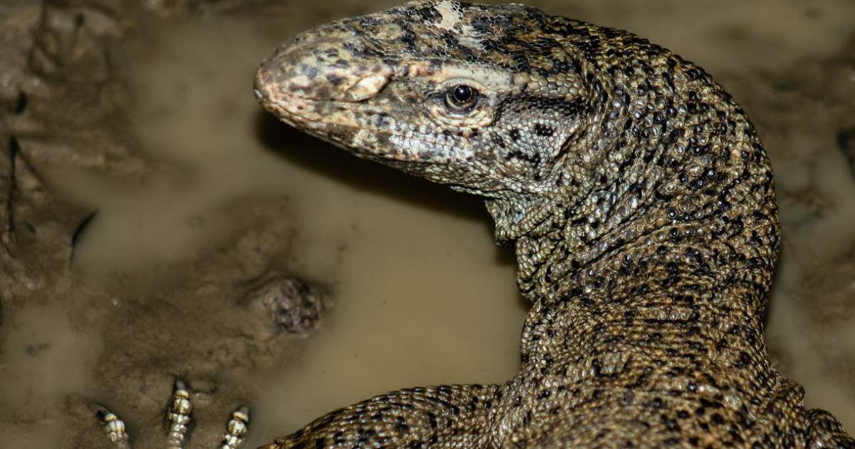 Major online retailers caught in international trade of selling lizard