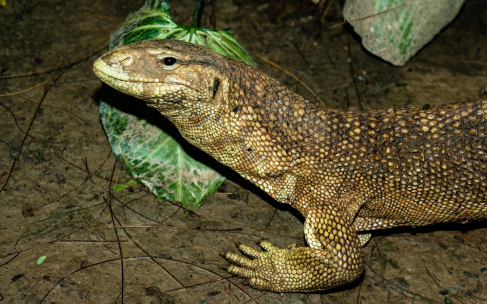 Retailers Caught in Trade of Lizard Genitalia for Religious Rituals