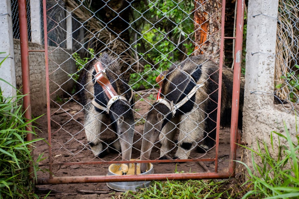 Cecilia and Darlin, two anteaters rescued from Brazil's wildfires.