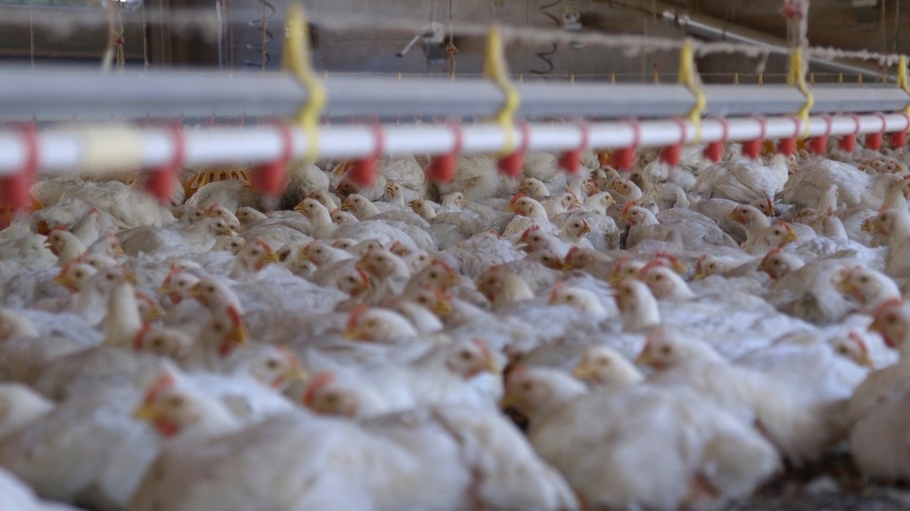 Chickens crammed together on a factory farm.
