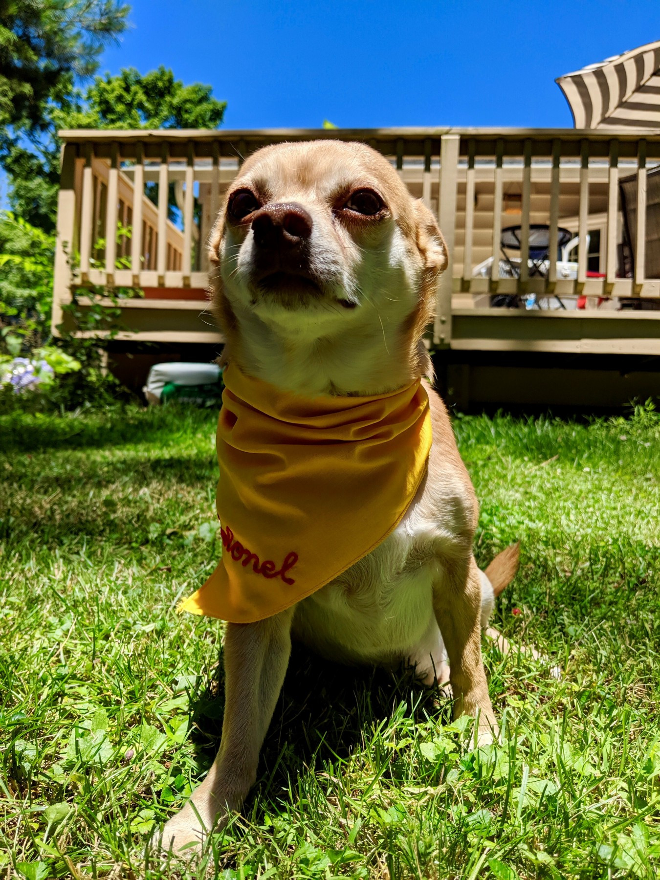 The Beloved Companion Animals of World Animal Protection US