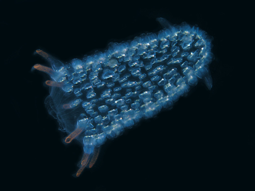 What is the ocean’s scariest predator?