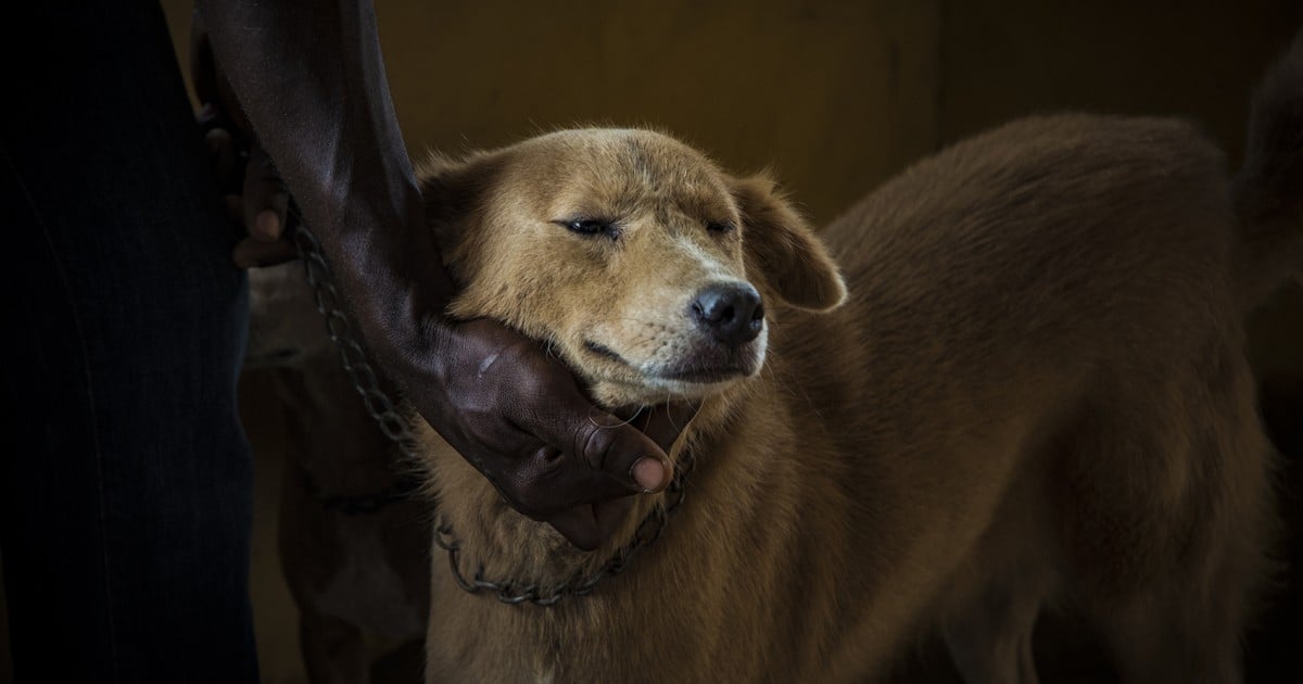 Ghana launches rabies prevention project
