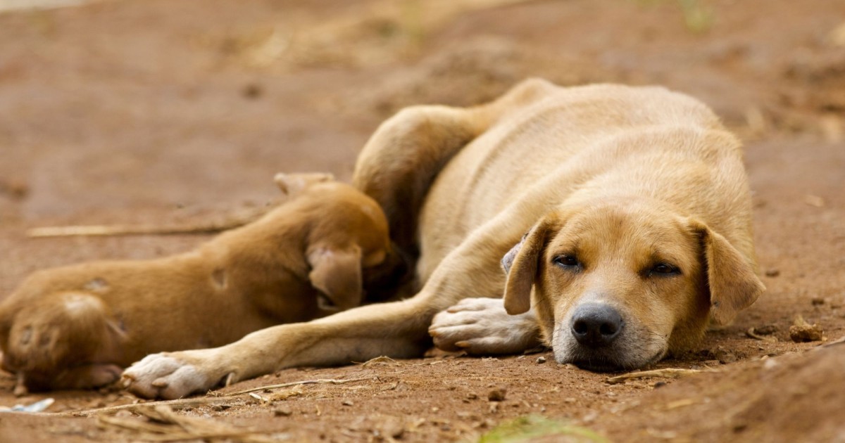 Five wins for dogs: the fight against rabies and inhumane culling