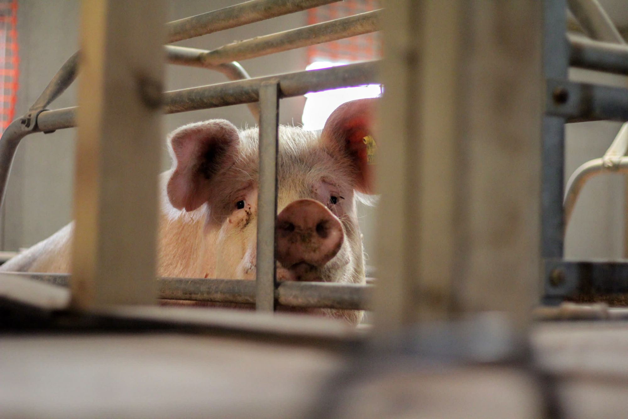 Congress Is Trying to Kill Prop 12 and Keep Animals in Cages