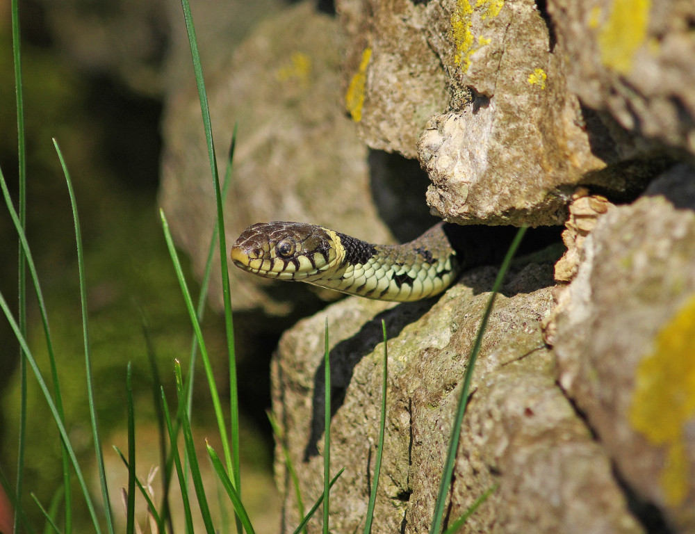 Python Snake In Hibernation What Is Hibernation?