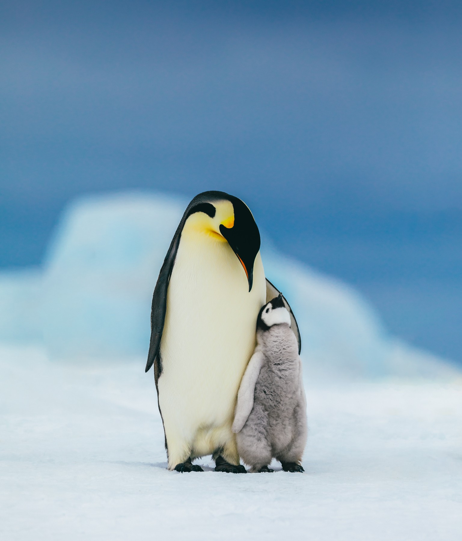Huging Animal 10 Photos of Animals Hugging That Will Make You Smile