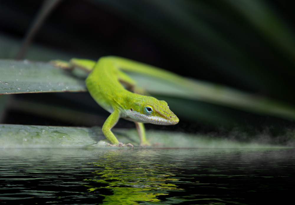 Six Wild Facts About Lizards