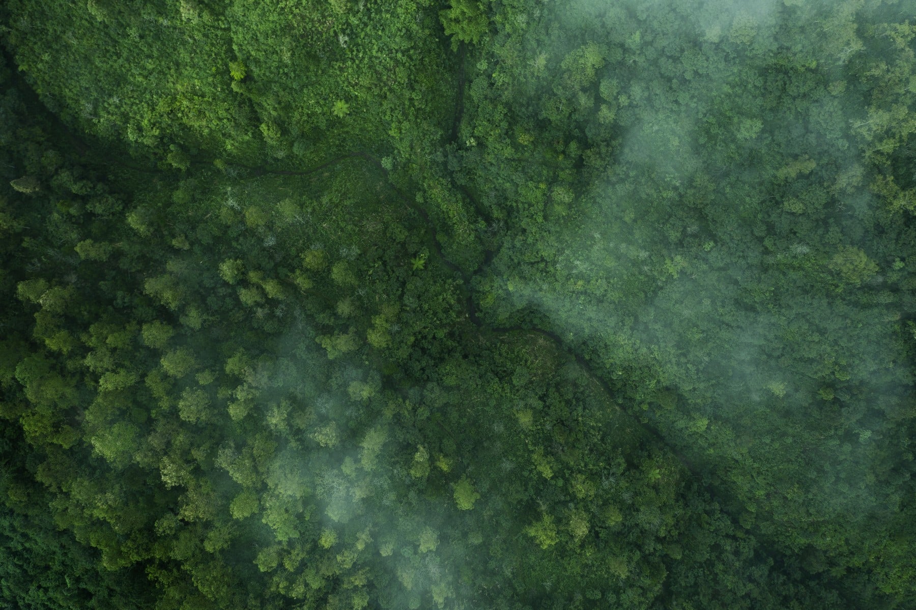 How Eating Less Meat Can Save the Planet