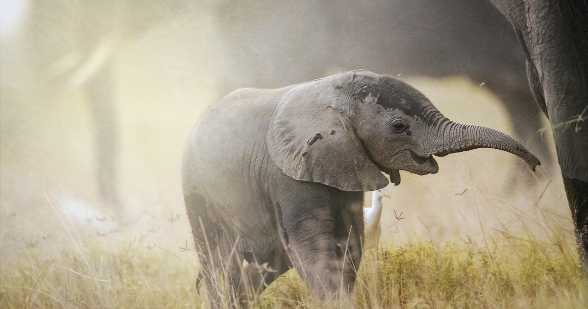 5 Reasons We're Enthusiastic About Elephants