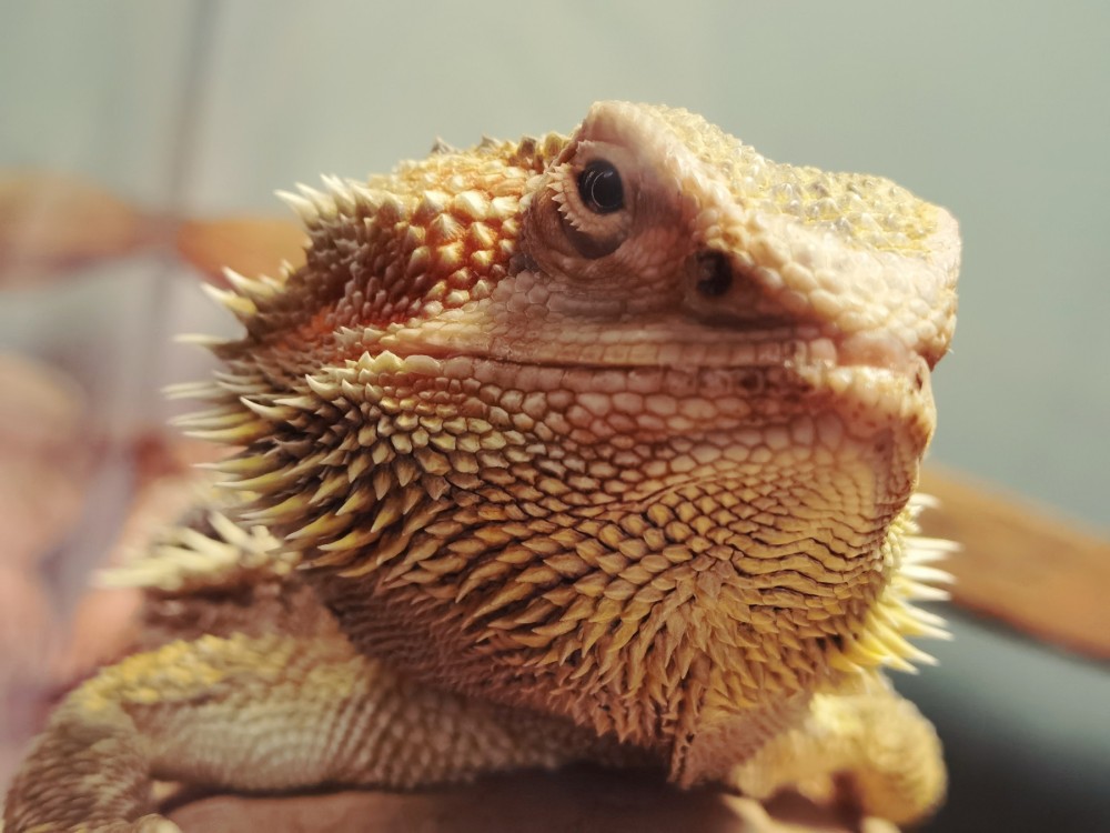 Bodacious Beardies: 5 Fascinating Facts About Bearded Dragons