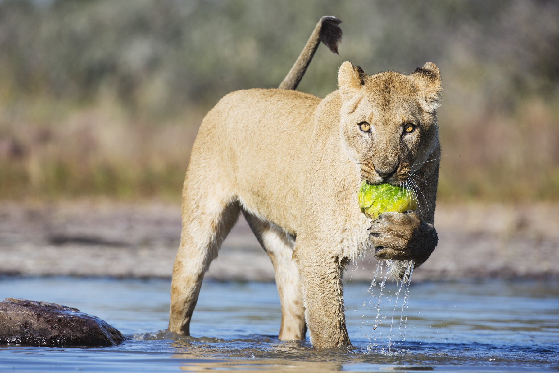 5 Things You (Maybe) Never Knew About Lions