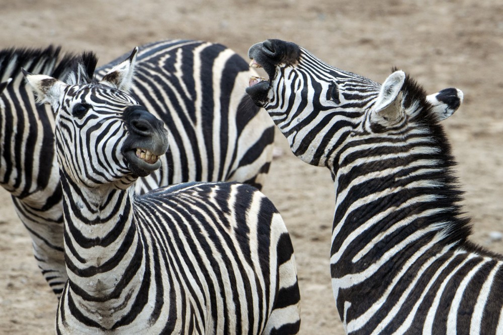 5 Fascinating Facts About Zebras