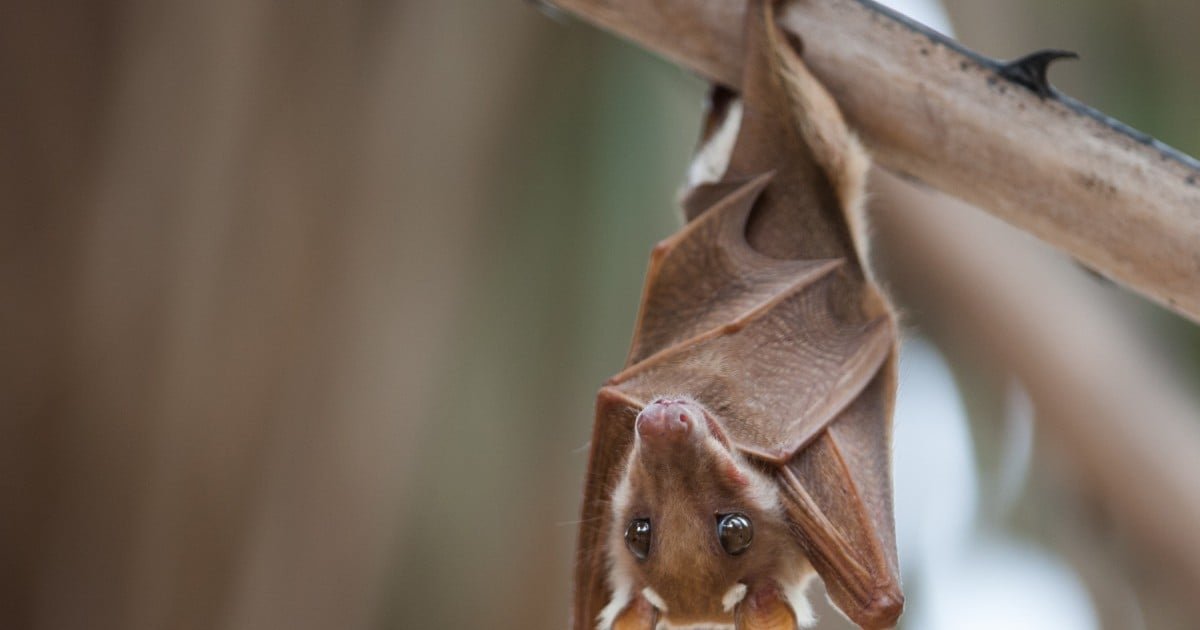 A bat hanging from a tree.