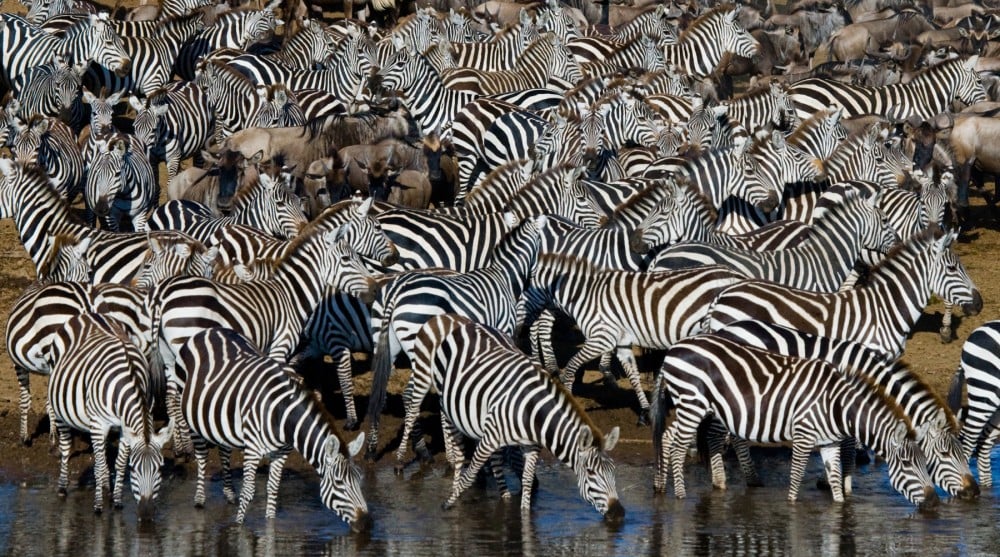 Zebra Social Pattern 5 Fascinating Facts About Zebras
