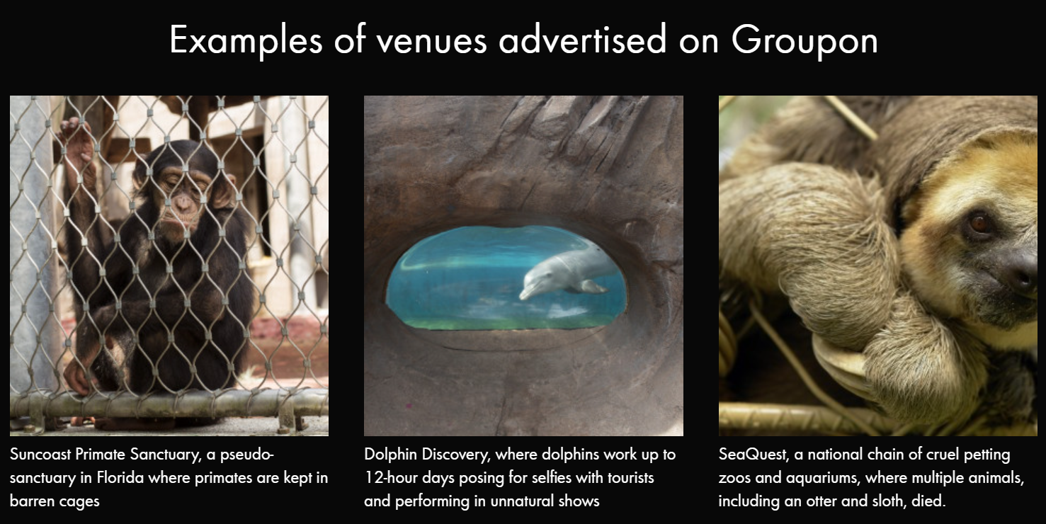 Volunteer for Our Groupon Campaign!