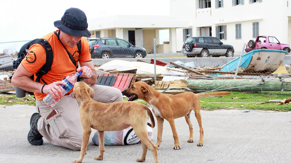 Get ready to help animals this #GivingTuesday