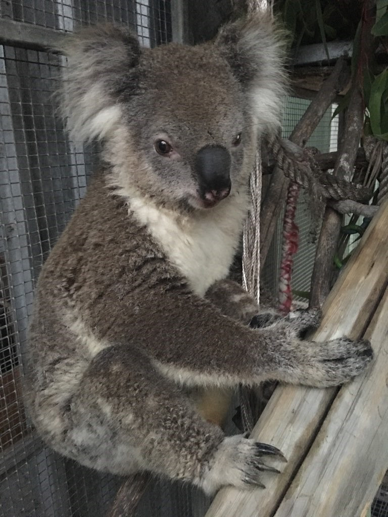 Six Solitary Animals That Have Mastered Social Distancing