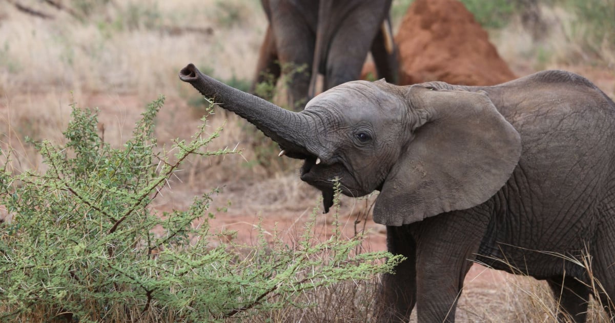 CITES: Ban on Sending Wild African Baby Elephants to Zoos and Circuses