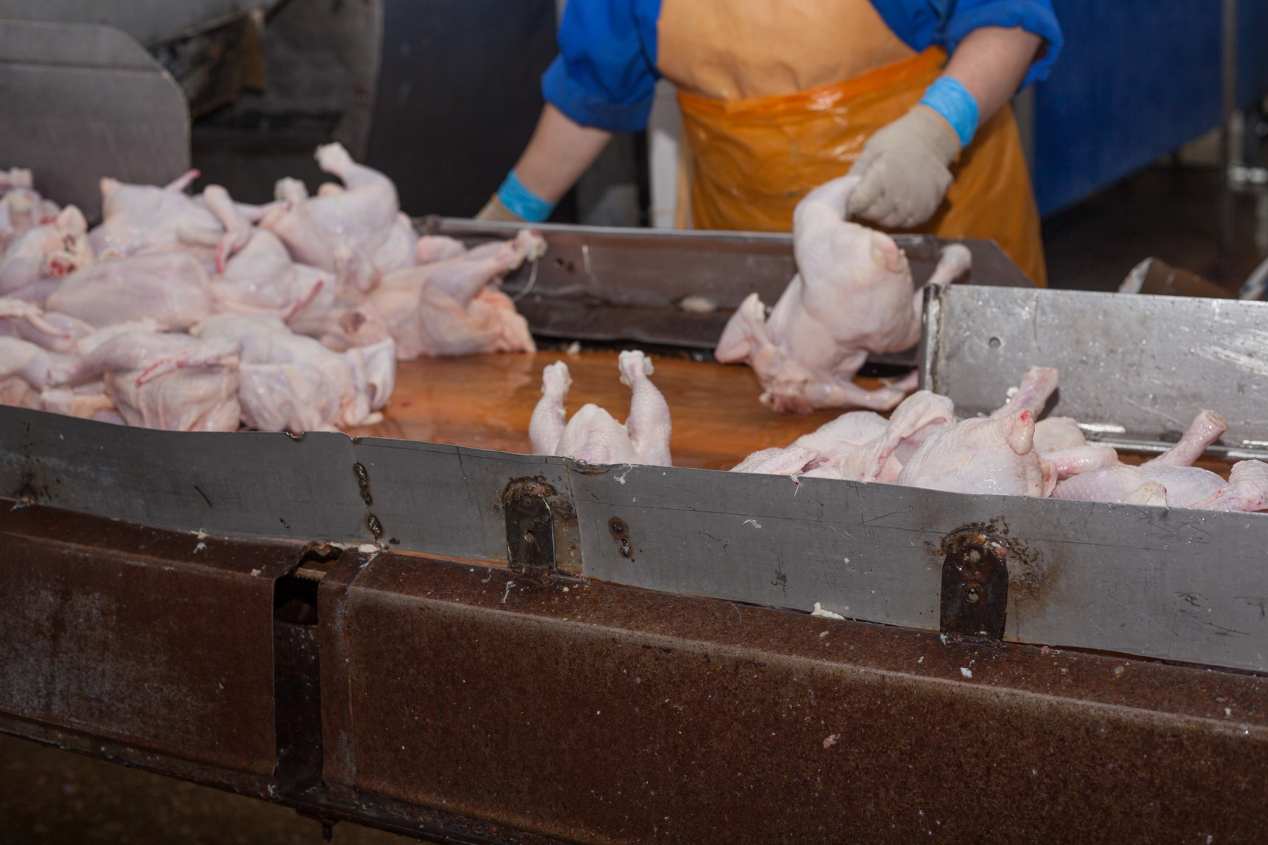 9 Reasons to Starting Eating Less Chicken