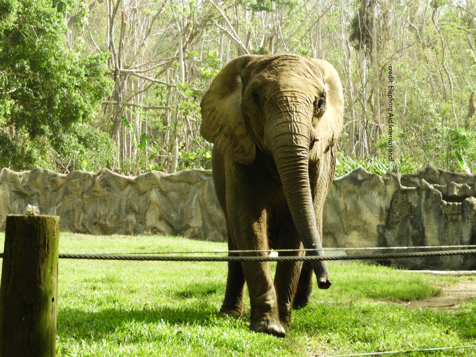 Mundi the elephant.