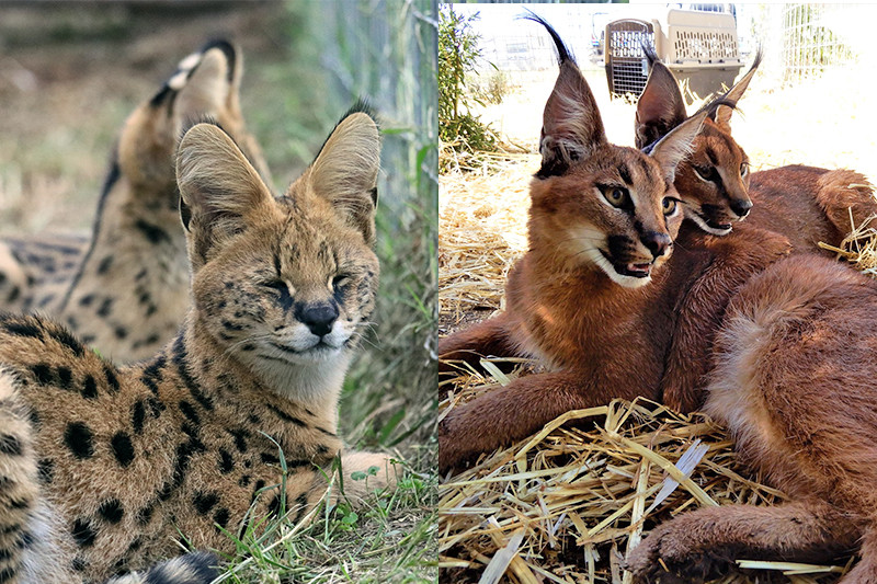 Travel Associations Are Ignoring Animal Cruelty at Wildlife Attractions