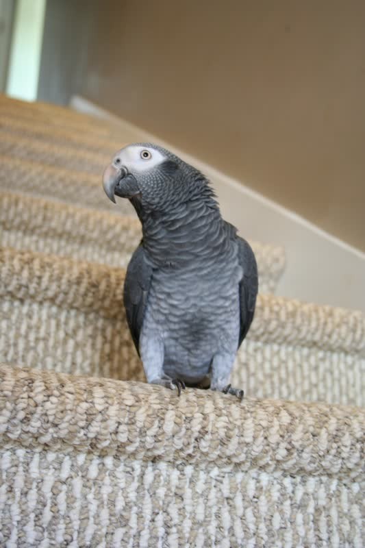 A brief history of the global exotic pet trade