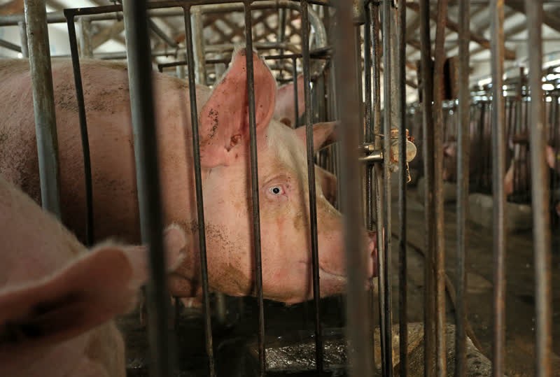 Why we're turning our attention to helping pigs