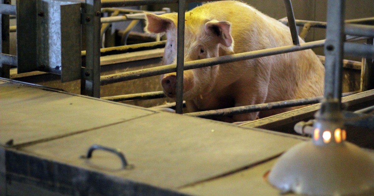 Why we're turning our attention to helping pigs