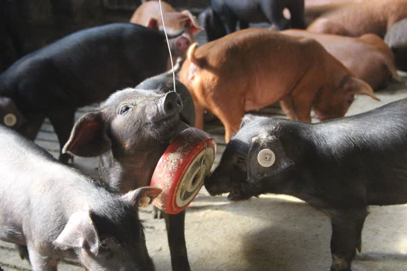 Why we're turning our attention to helping pigs