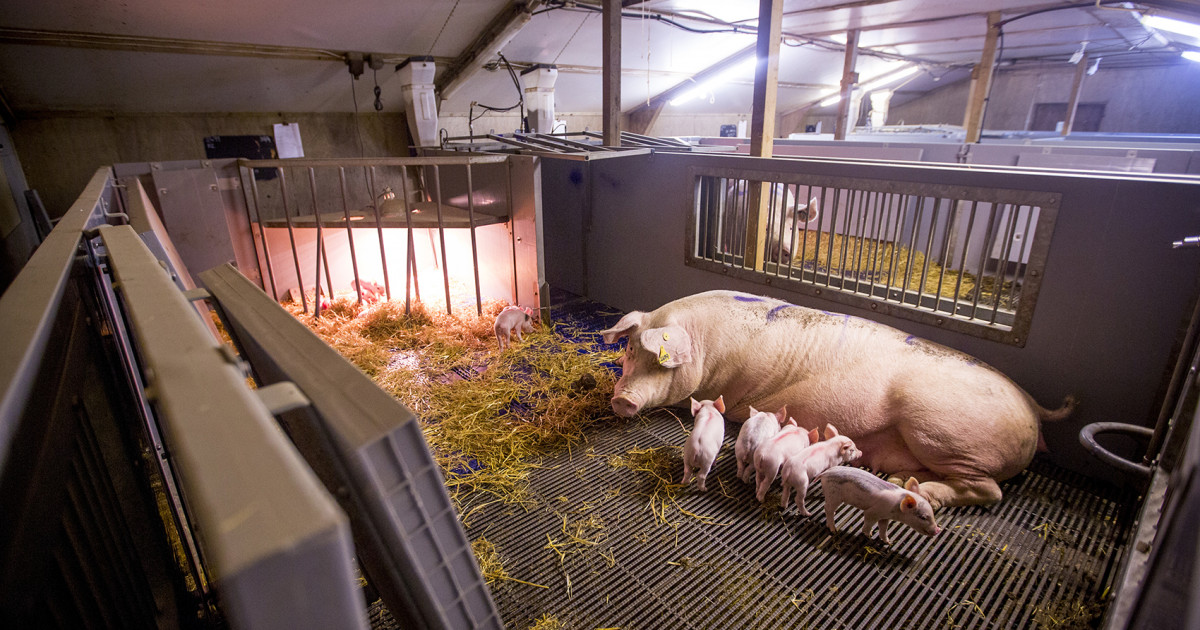 Major processed pork producer moves to improve labeling on its products