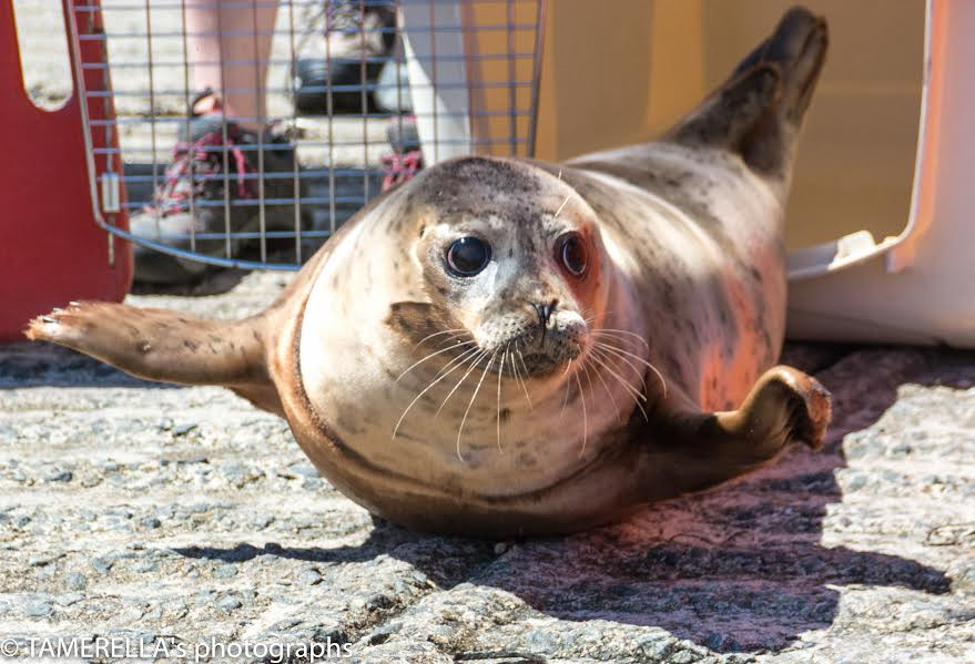 Rescued seal released back into wild