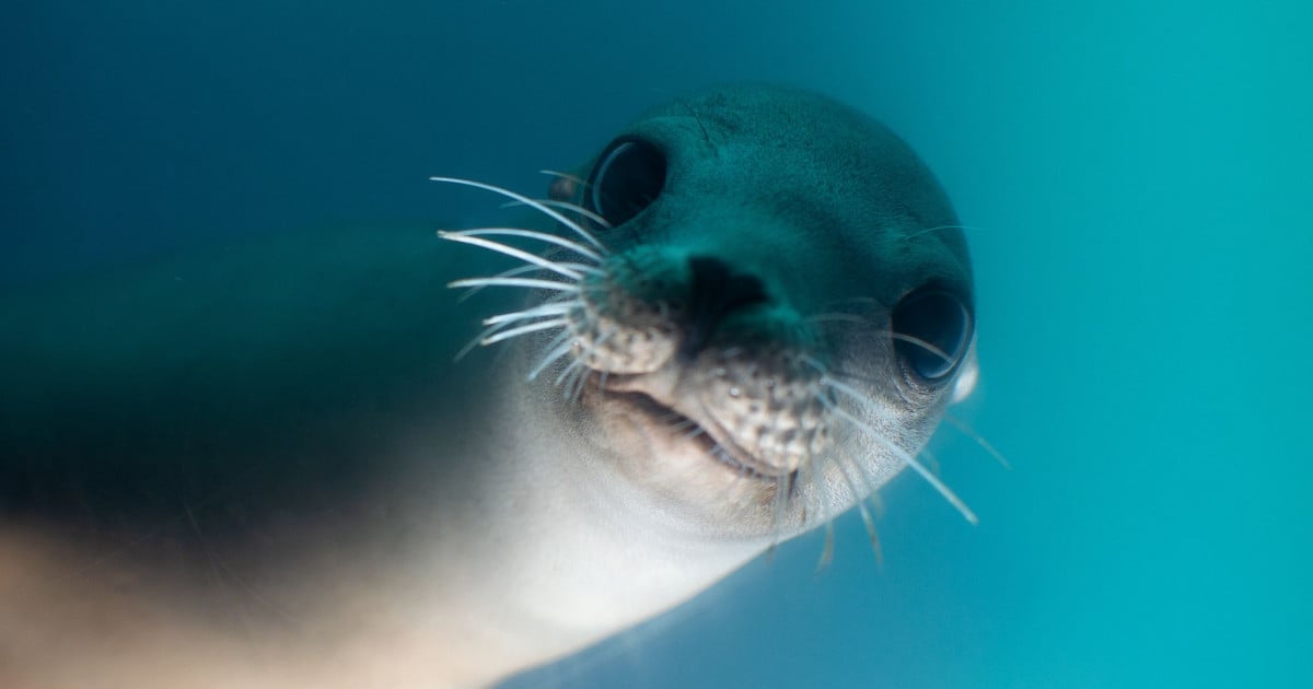 5 Fun Facts About Seals