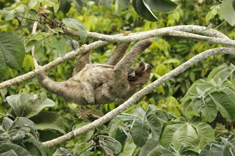 Sloth selfies: how we discovered the true impact