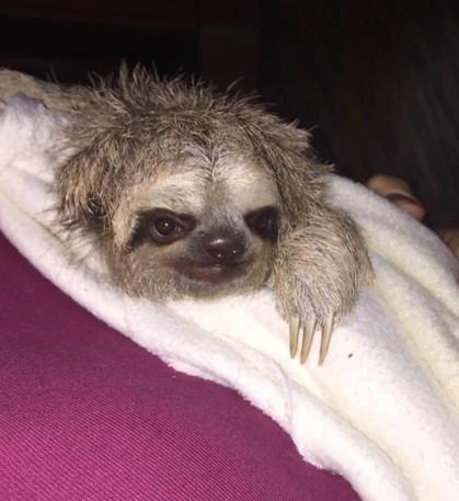 Impact: Baby Three-Toed Sloth Thriving After Rescue