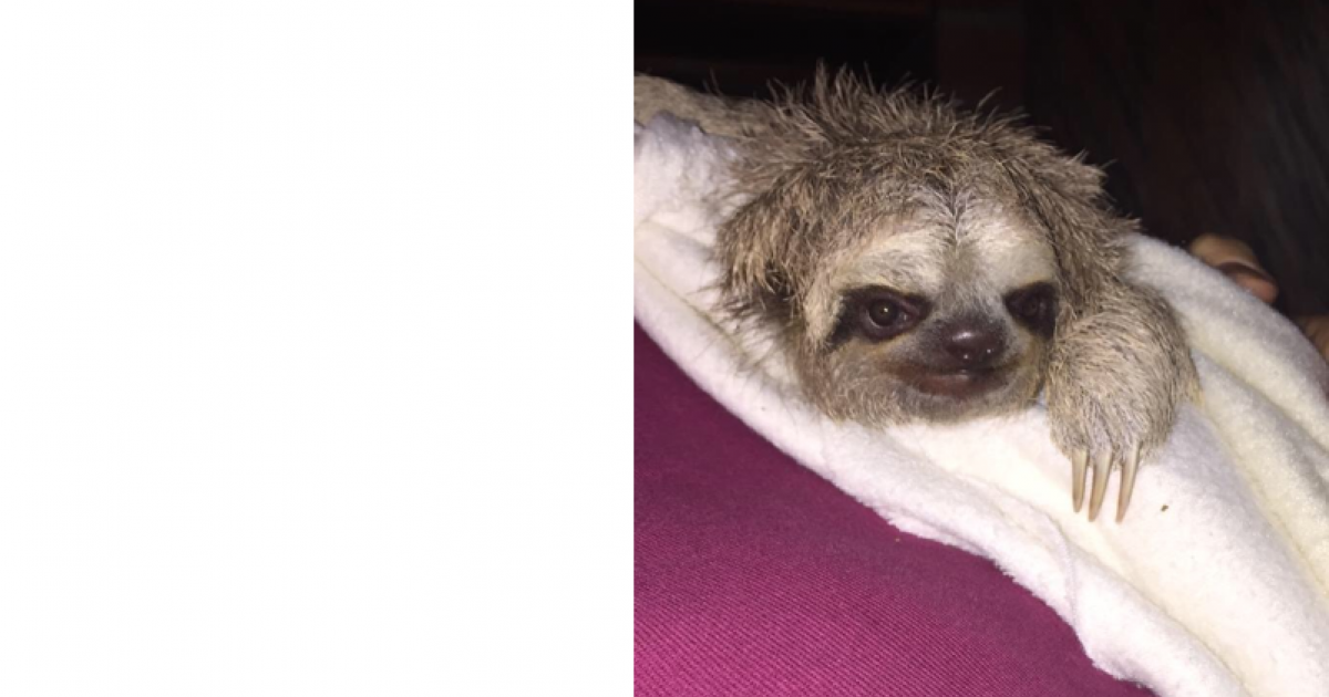 Baby three-toed sloth thriving after rescue