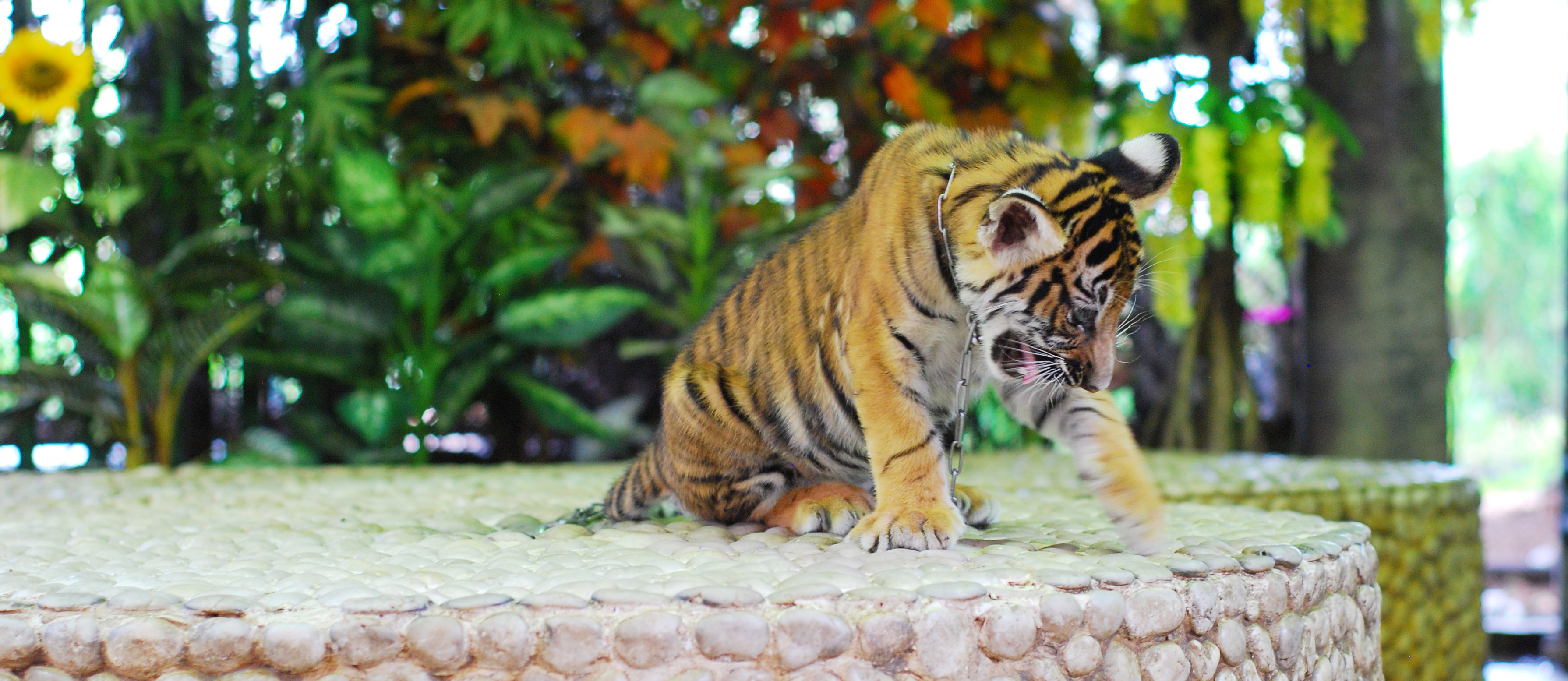 World Expeditions leads travel industry trends by adding animal protection to their itinerary