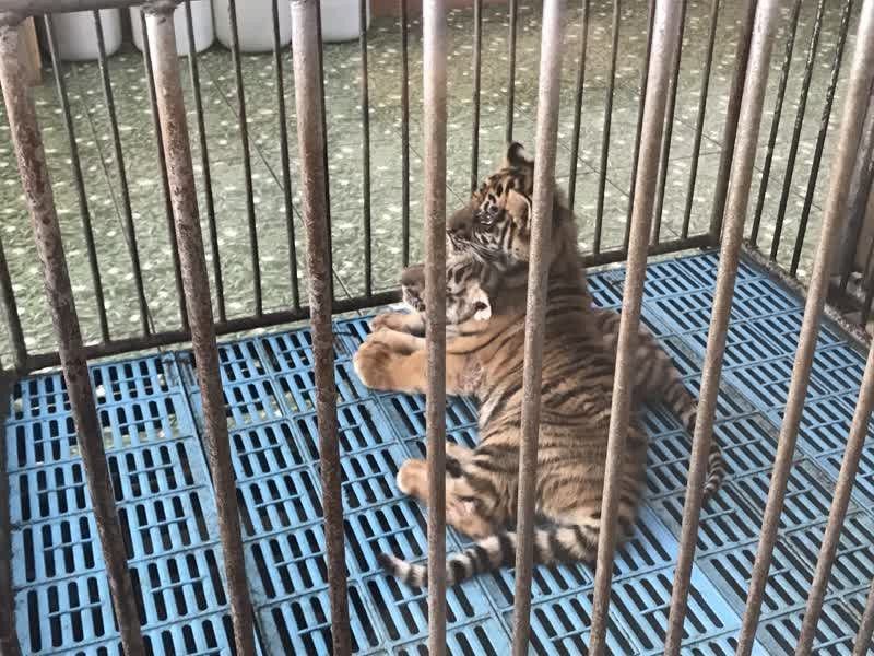 Captive tiger breeding breeds suffering. Thailand must enforce a ban