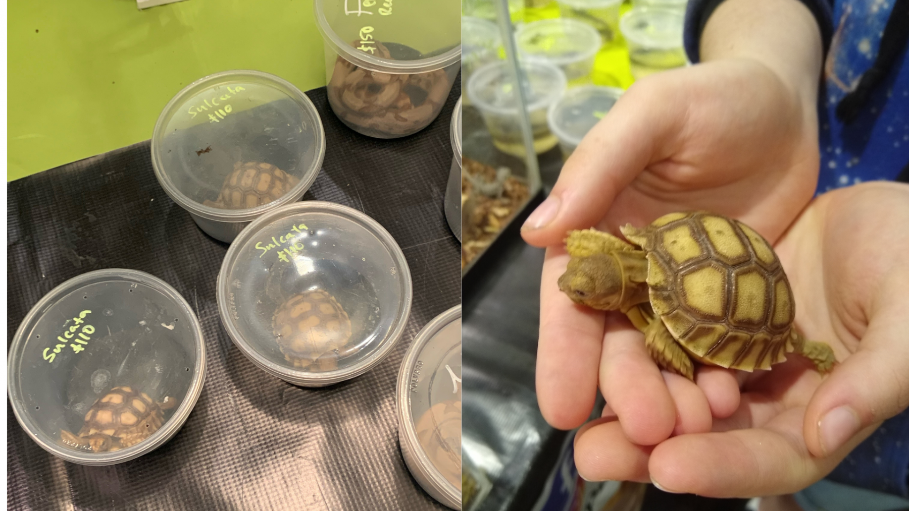 Why Are Reptile Expos Being Allowed To Sell (Apparently Illegal) Tiny