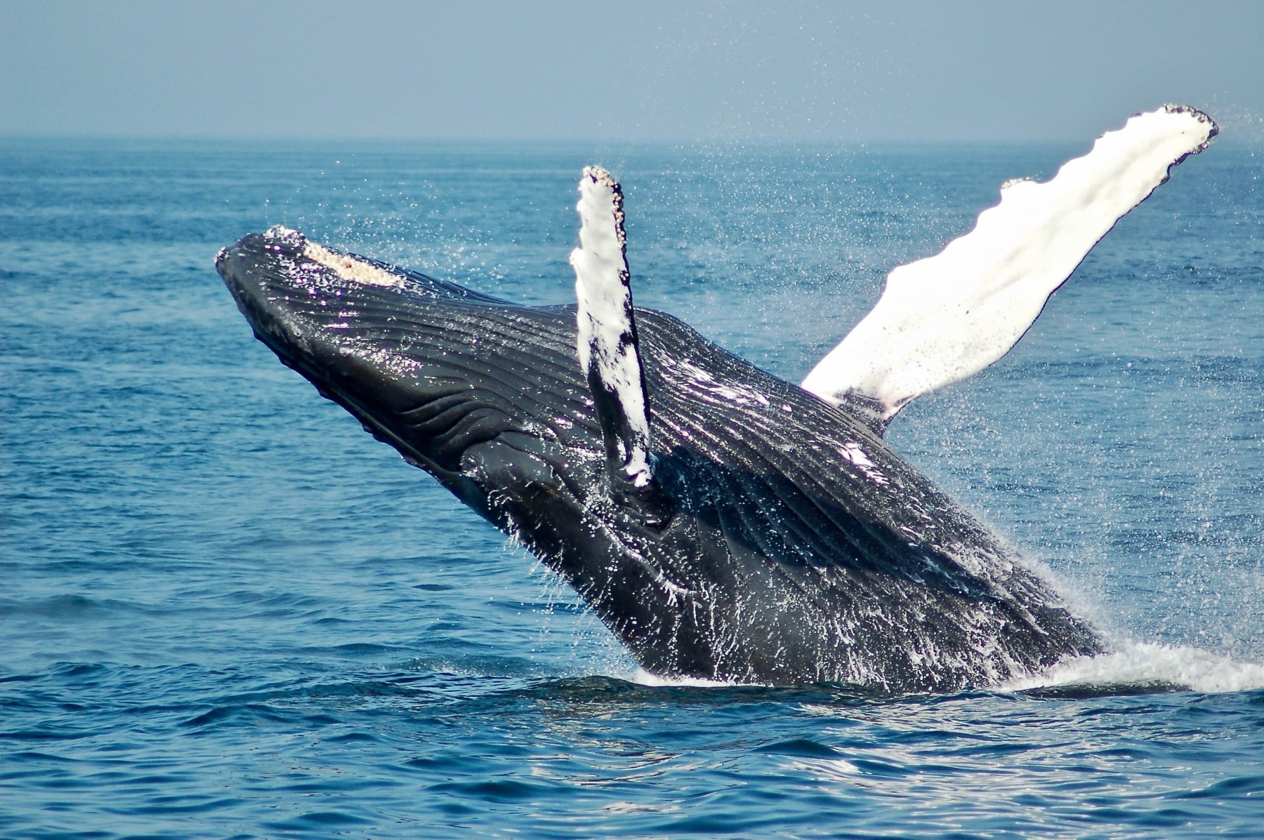 5 Animal-Inspired Inventions
