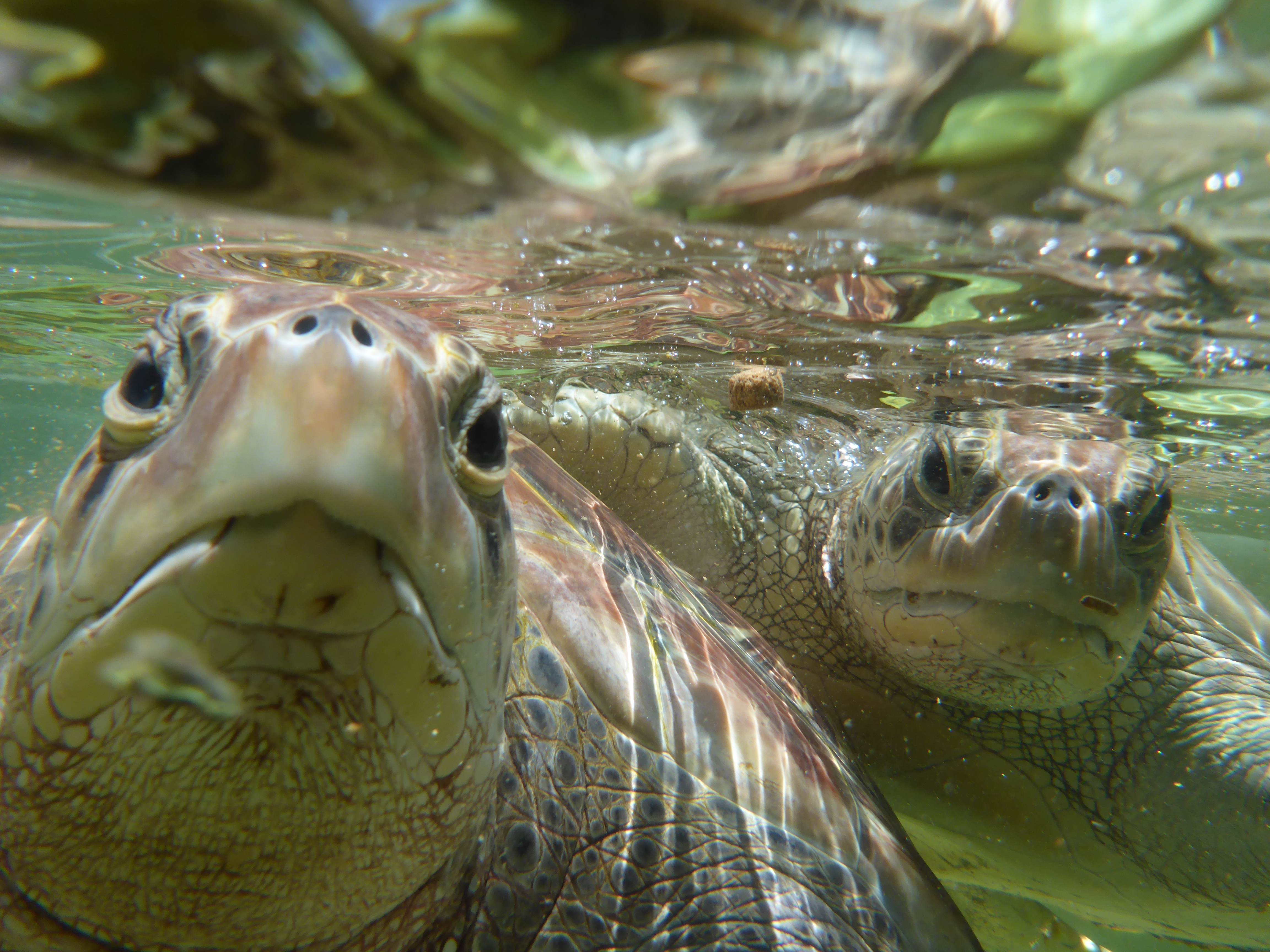 Turtle Farn Cayman Turtle Farm: New Article on Welfare and Conservation Problems
