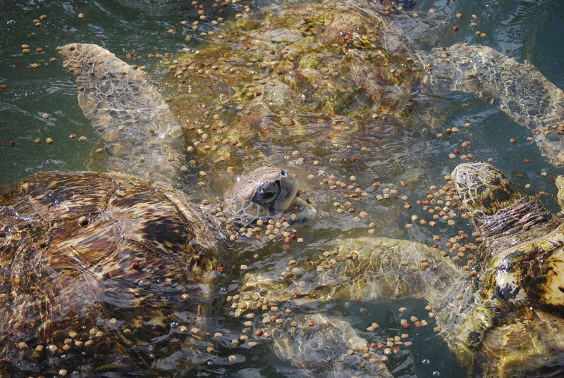 Restraining Turtle 5 surprising facts about turtle cruelty happening today