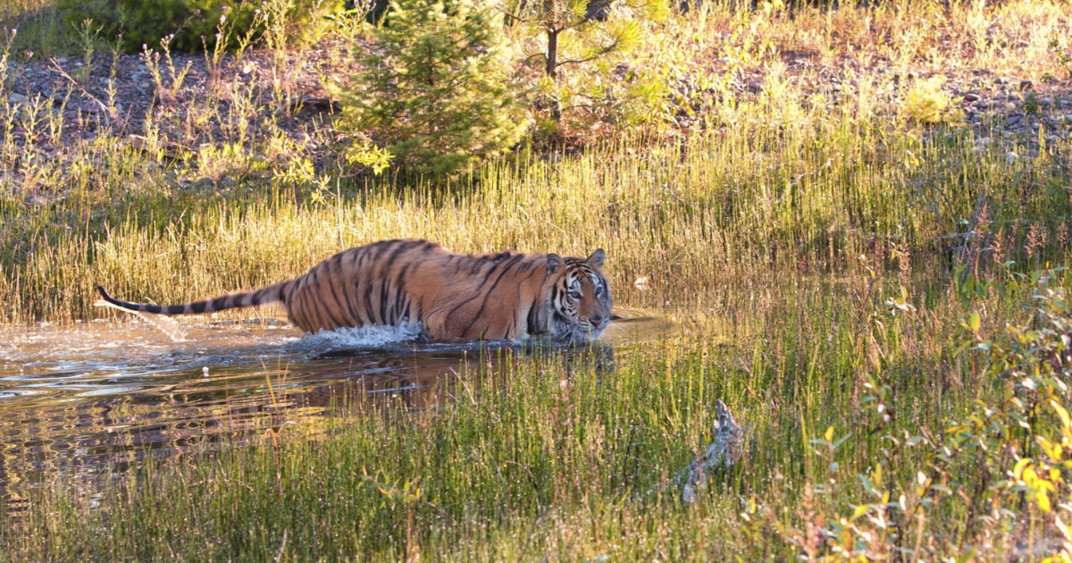 Lenient poacher punishments undermine efforts to protect tigers