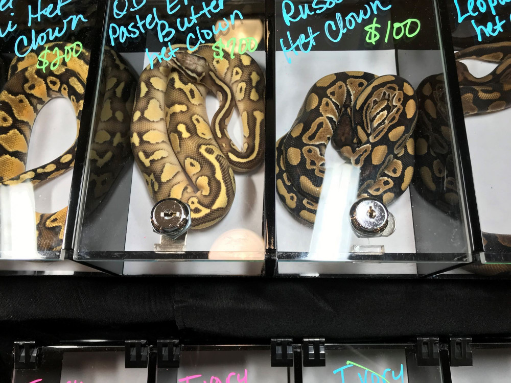 Do Snakes Make Good Companions?