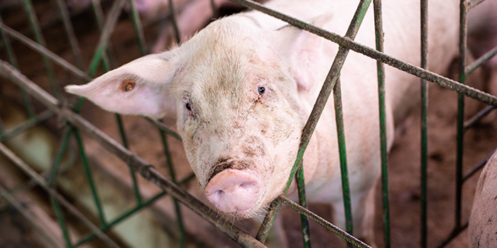 8 Reasons You Should Reduce Your Meat Consumption
