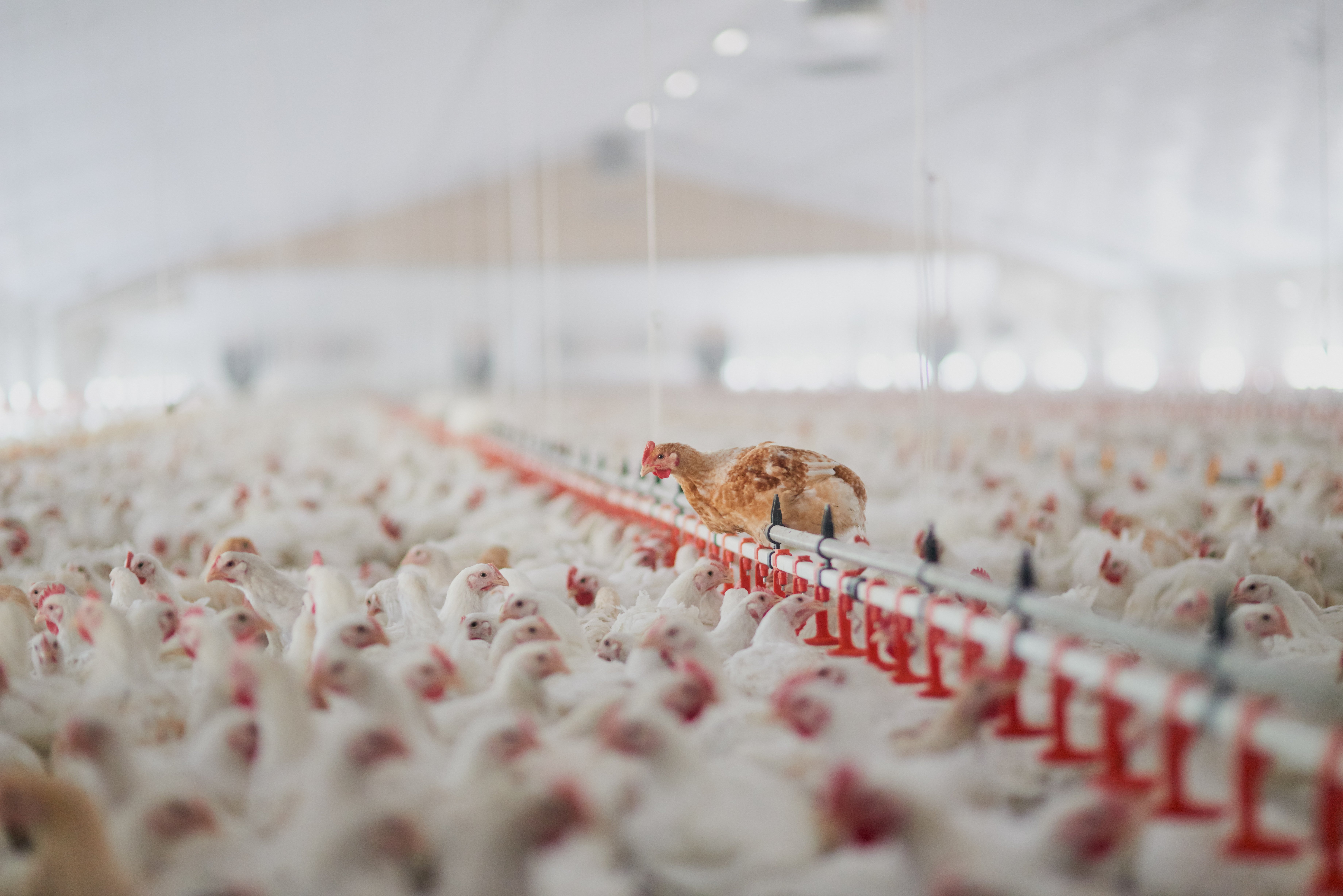 Chickens crammed together on a factory farm.
